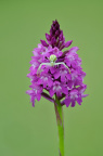 Pyramiden-Hundswurz (Anacamptis pyramidalis)