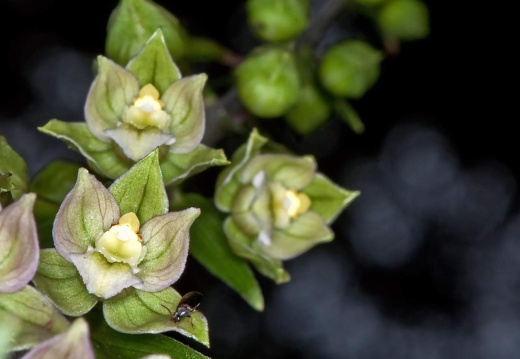 breitblättrige Stendelwurz (Epipactis helleborine)