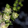 breitblättrige Stendelwurz (Epipactis helleborine)