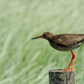 Rotschenkel