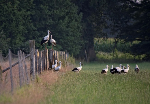 Störche (8900 visits, rating score 4.92)
Störche sind seit Jahren ein fester Bestandteil der Vogelwelt unserer Nachbarschaft. Nicht s... Störche