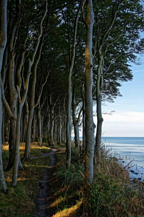 Die jetzigen Bäume sind teilweise bis zu 170 Jahre alt. In dieser Zeit wurden sie vom Seewind der Ostsee geprägt. Dieser kam halt meistens von Norden herein weshalb die Bäume so in Richtung Süden "gucken". Die feuchte salzige Luft tat ihr restliches damit die Bäume so aussehen wie sie jetzt aussehen und aus einem ganz normalen Wald einen Gespensterwald machen. D7507501
0147_Dranske_D7507501_bWZbc_Geisterwald.jpg