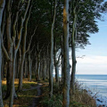 Rügentour - Geisterwald an der Steilküste
