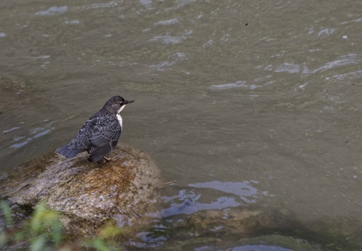 Wasseramsel (10121 visits)
Diese Wasseramsel habe ich während unserer Alpen-WoMo-Tour in Bruneck am Ufer der Rienz gese... Wasseramsel