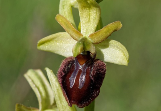 Spinnenragwurz (Ophrys sphegodes)