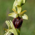 Spinnenragwurz (Ophrys sphegodes)