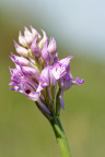 Helm-Knabenkraut (Orchis militaris)