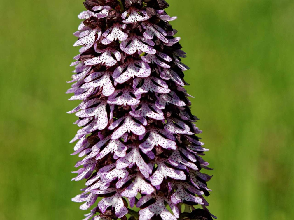 Purpur Knabenkraut (Orchis purpurea)