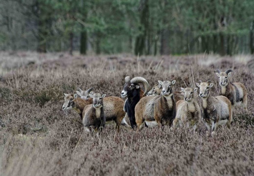 Mufflonherde im NSG "heiliges Meer" (10020 visits)
Diese Mufflonherde lebt in dem eingezäunten Areal des Naturschutzgebietes "heiliges Mee... Mufflonherde im NSG "heiliges Meer"