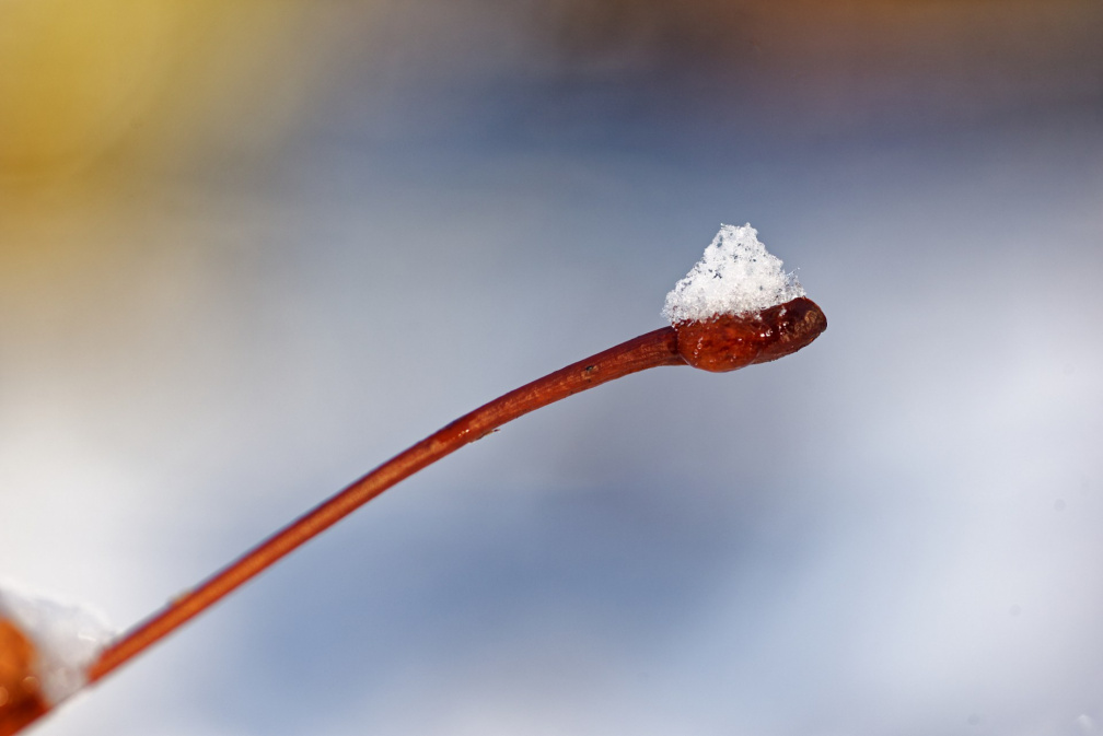 17-01_Stiel eines Blattes_D7508791_bWZbv_mit Schnee.jpg