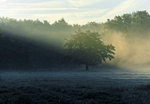 Baum im Lichtstrahl