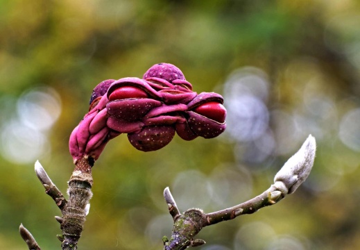 Samenstand einer Magnolie (12752 visits)
Ein Samenstand der Magnolie in unserem Garten, schaut ein bißchen aus wie ein Alien aus ein... Samenstand einer Magnolie