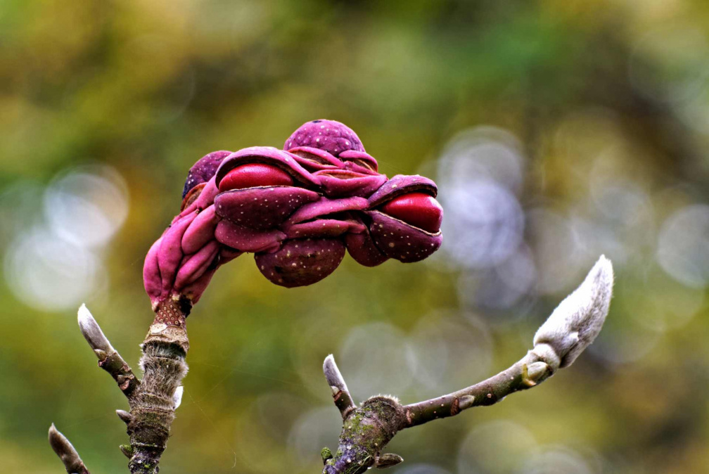 13-11_Magnolie_104117_bWbTv.jpg