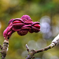 Samenstand einer Magnolie