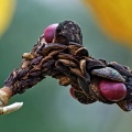 Samenstand einer Magnolie