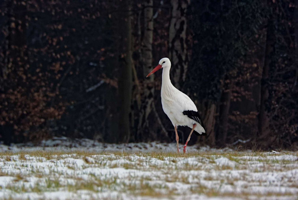 17-02_Winterstorch_V301639_bWZbhv.jpg