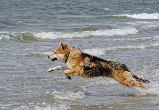 Barney an der Nordsee