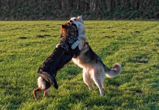 Barney beim Spiel mit Santos