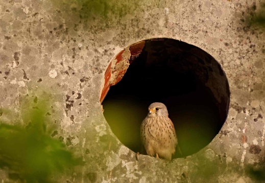 Turmfalke (8037 visits, rating score 4.92)
Ein Turmfalke in einem offenen Giebelfenster eines Kottens in meiner Nachbarschaft. Leider hat da... Turmfalke