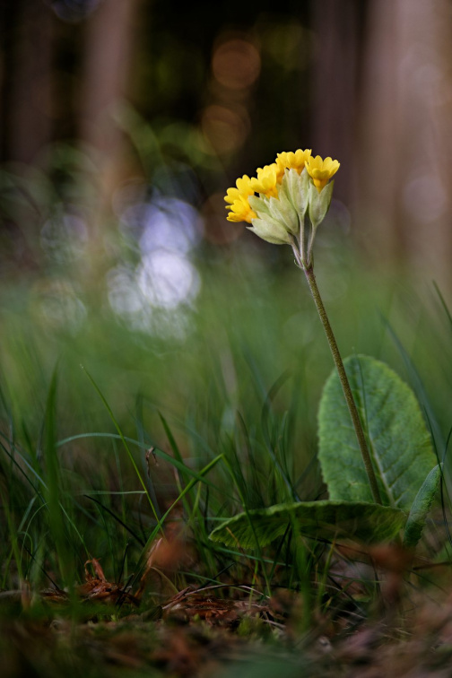 Diese Schlüsselblume stand im Buchenwald an der Steilküste von Rügen, westlich von Kap Arkona. Ich lag auf dem Boden um die für mich schönste Bildkomposition mit dem Bokeh zu erzielen. D7509514
17-05_Schlüsselblume_D7509514_bWZbsv_Rügen.jpg