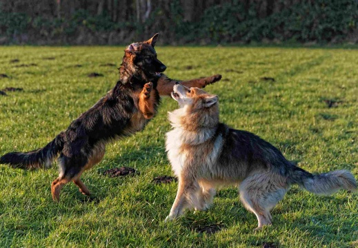 Santos beim Spiel mit Barney (6777 visits)
Beim Spiel mit Barney geht es ganz schön ruppig zu. Mittlerweile kann es vorkommen, dass Bar... Santos beim Spiel mit Barney