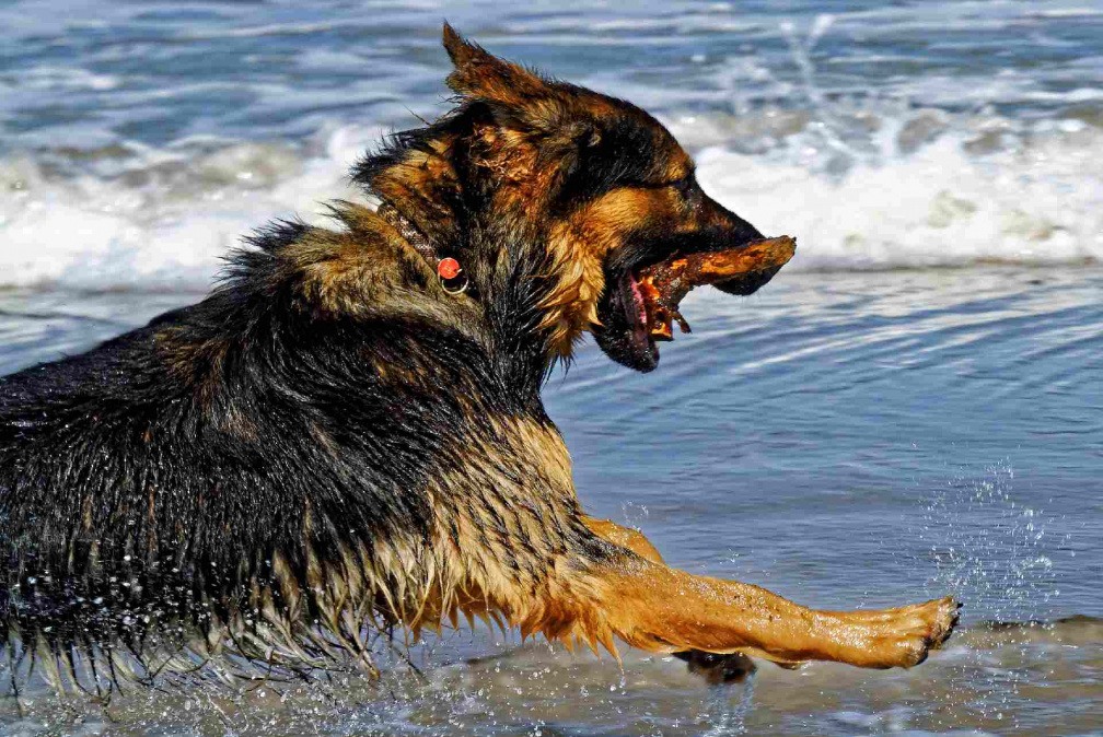 Obwohl Santos kein begnadeter Schwimmer ist, ist das rumtollen am Strand ein goßes Vergügen für Santos V114033 70%crop
15-07_ am Strand von Vejers_V114033_bWZbv.jpg