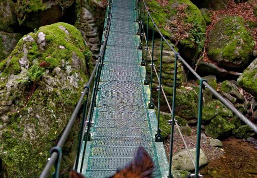 Santos auf der Hängebrücke über die Wolfsteiner Ohe (11311 visits)
Bei der Wanderung durch die Wildbachklamm „Buchberger Leite“ im Naturpark Bayerischer... Santos auf der Hängebrücke über die Wolfsteiner Ohe