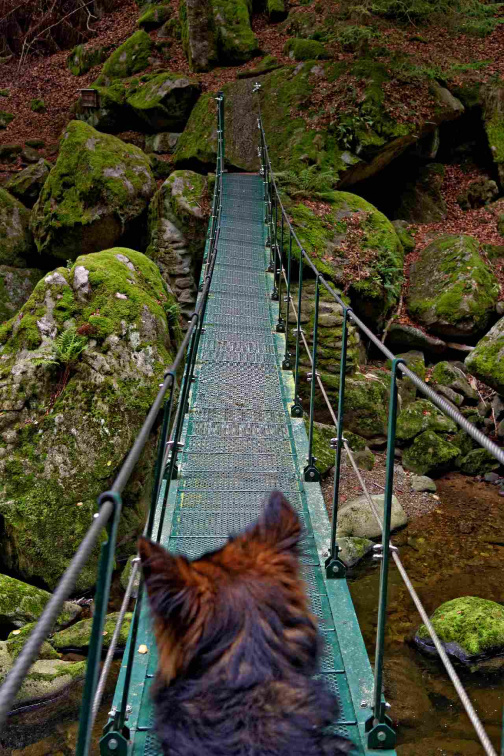 0816_Wolfsteiner Ohe_V304434_bWZbv_Santos auf Hängebrücke.jpg