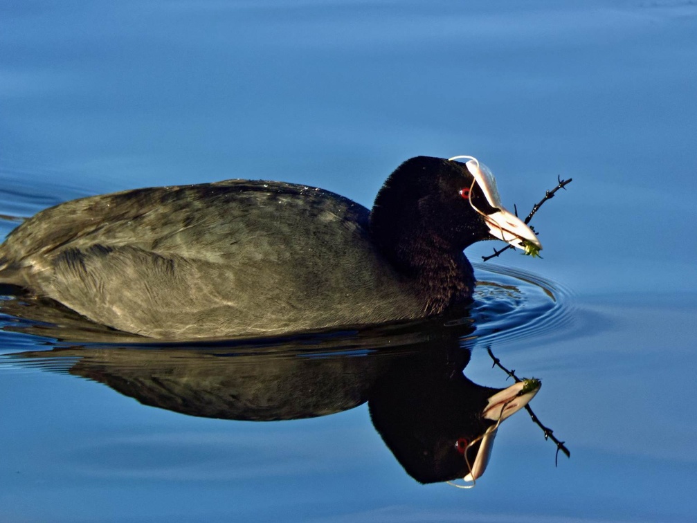 Bläßhuhn 