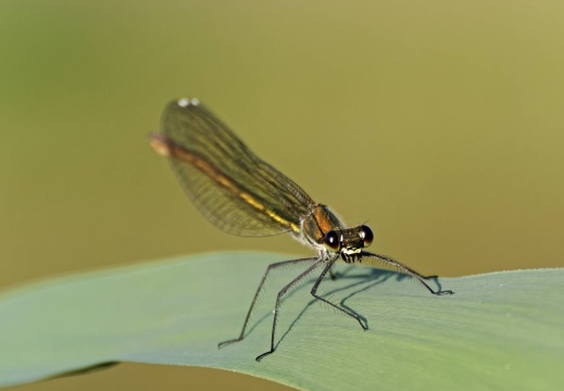 gebänderte Prachtlibelle - weiblich (9543 visits)
Eine weibliche gebänderte Prachtlibelle (Calopteryx splendens), das männliche Exem... gebänderte Prachtlibelle - weiblich