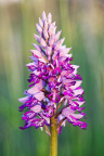 Helm Knabenkraut (Orchis militaris)