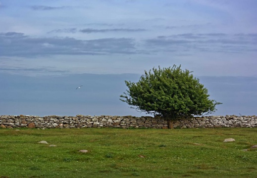 bei Ottenby an der Südspitze von Öland (8864 visits)
Baum bei Ottenby an der Südspitze der schwedischen Ostseeinsel Öland &... bei Ottenby an der Südspitze von Öland
