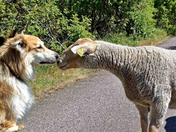 Schäferhund mit Schaf