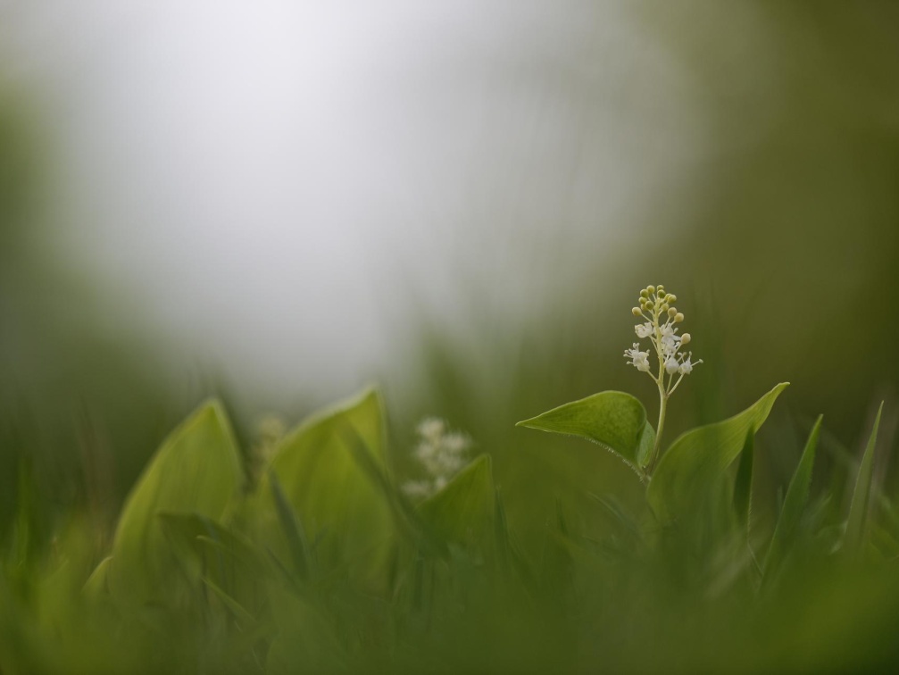 Schattenblümchen (Maianthemum)