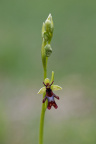 Fliegen-Ragwurz (Ophrys insectifera)