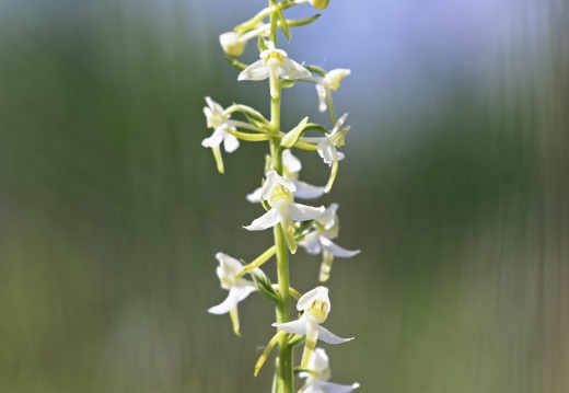 zweiblättrige Waldhyazinthe (Platanthera bifolia) (7470 visits)
Die zweiblättrige Waldhyazinthe (Platanthera bifolia) gehört zu den häufigsten hei... zweiblättrige Waldhyazinthe (Platanthera bifolia)