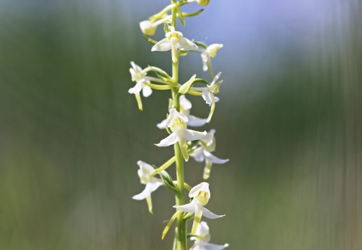 zweiblättrige Waldhyazinthe (Platanthera bifolia)