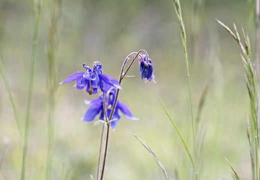 gewöhnliche Akelei (Aquilegia vulgaris L.) zwischen Gräsern (5828 visits)
Die Blüte der Akelei hat eine aussergewöhnliche Form, deswegen nehmen viele Volksn... gewöhnliche Akelei (Aquilegia vulgaris L.) zwischen Gräsern