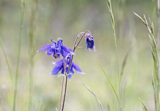 gewöhnliche Akelei (Aquilegia vulgaris L.) zwischen Gräsern