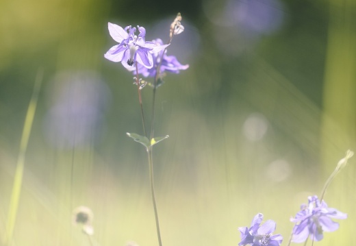 gemeine Akelei (Aquilegia vulgaris)