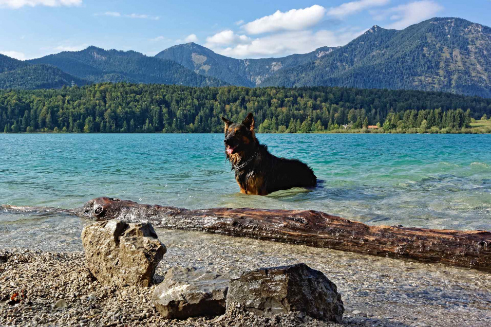Santos beim Baden im Walchensee während unsere WoMo-Alpen-Tour V307745
0606_Walchensee_V307745_WbhZbv_Santos.jpg