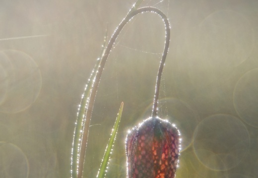 Schachbrettblume im Gegenlicht