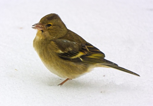 Buchfink (2372 visits)
Ein Buchfinkenweibchen bei der Futtersuche im Schnee. An unserer Futterstelle photographiert.&nbs... Buchfink