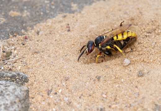 Grabwespe mit Beute (2670 visits, rating score 4.89, 1 comment)
Eine Grabwespe, vermutlich der Bienenwolf oder Philantus triangulum, mit seiner Beute - einer Hon... Grabwespe mit Beute