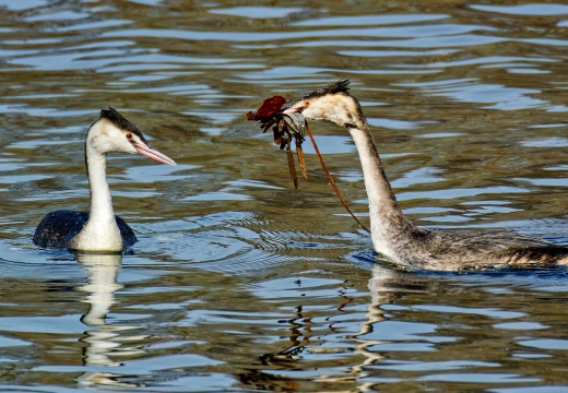 Haubentaucher (929 visits)
Ein Pärchen Haubentaucher im Rubbenbruchsee. Ihr scheint sein Geschenk wohl zu gefallen. V31... Haubentaucher