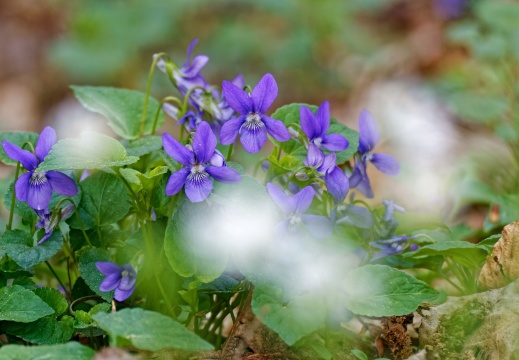 Veilchenblüten hinter Sternmiere  