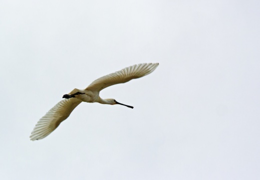 Löffler im Flug 