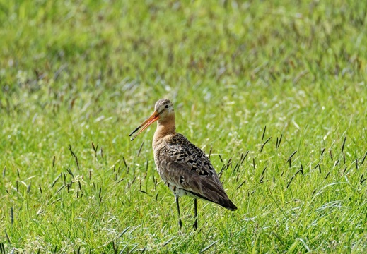 Uferschnepfe (779 visits)
Eine Uferschnepfe im Naturschutzgebiet Nationalpark "De Alde Faenen" bei Earnewald, vom... Uferschnepfe