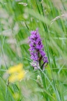 breitblättriges Knabenkraut (Dactylorhiza majalis)