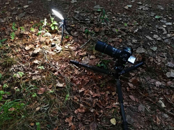  making-of: breitblättrige Stendelwurz
